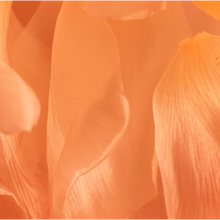 Laden Sie das Bild in den Galerie-Viewer, HOUSE OF THÊOM – Peach Temptation