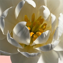 Laden Sie das Bild in den Galerie-Viewer, HOUSE OF THÊOM – Endless Love