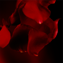 Laden Sie das Bild in den Galerie-Viewer, HOUSE OF THÊOM – Midnight Cherry