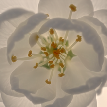 Laden Sie das Bild in den Galerie-Viewer, HOUSE OF THÊOM – Velvet Whisper