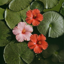 Laden Sie das Bild in den Galerie-Viewer, HOUSE OF THÊOM – Hidden Hibiscus

